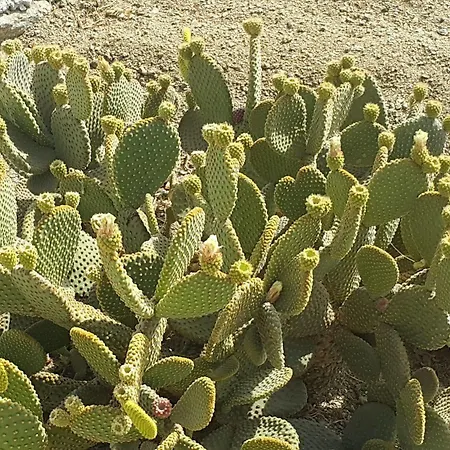 Croco Mykonos Szálloda Túrlosz